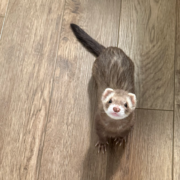 Small brown ferret with white and brown mask looking up at the camera.