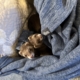 Two small ferrets in bedding laundry