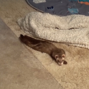 Light brown and with ferret stretched out on the floor