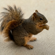 squirrel eating a nut